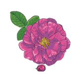 Эфирное масло Роза