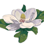 Магнолия