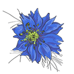 Чёрный тмин