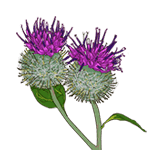 Расторопша