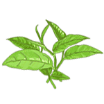 Зелёный чай