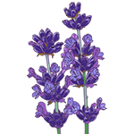 СК-СО-2 Экстракт Лаванда