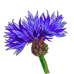 Гидролат василька