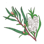 Чайное дерево