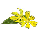 Иланг-иланг